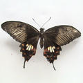 Common Mormon Papilio polytes form romulus female